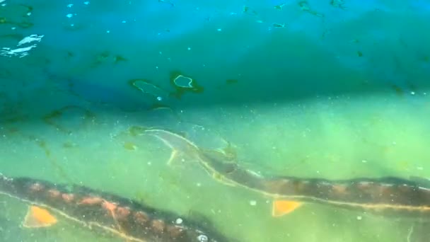 Yüzeye Yakın Sularda Yüzen Büyük Mersin Balıkları Yukarıdan Bak Ağır — Stok video