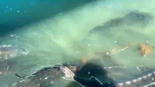 Große Störe Schwimmen Trübem Wasser Nahe Der Oberfläche Blick Von — Stockvideo