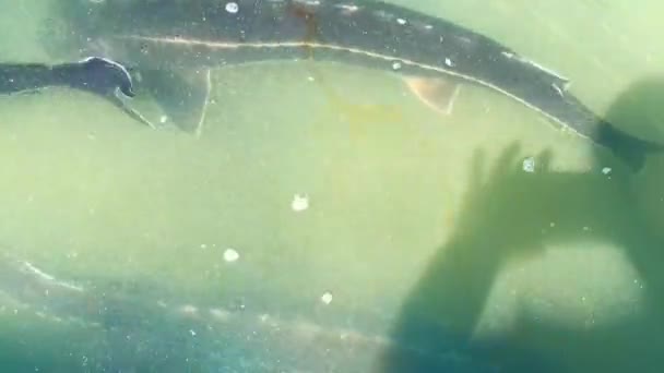 表面近くの濁った水の中で泳ぐ大きな石工 上からの眺め スローモーション — ストック動画
