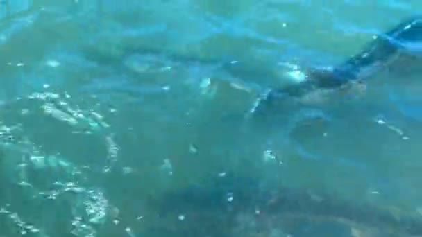 Sturgeons Besar Berenang Air Keruh Dekat Permukaan Lihat Dari Atas — Stok Video