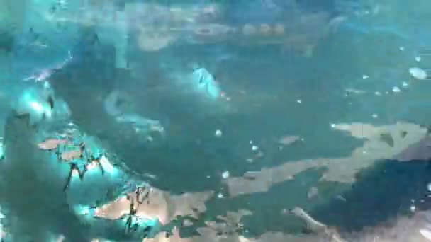 철갑상어는 지표면 근처의 바다에서 헤엄치고 있습니다 위에서 — 비디오