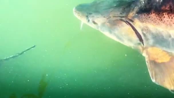Sturgeons Besar Berenang Air Keruh Dekat Permukaan Lihat Dari Atas — Stok Video