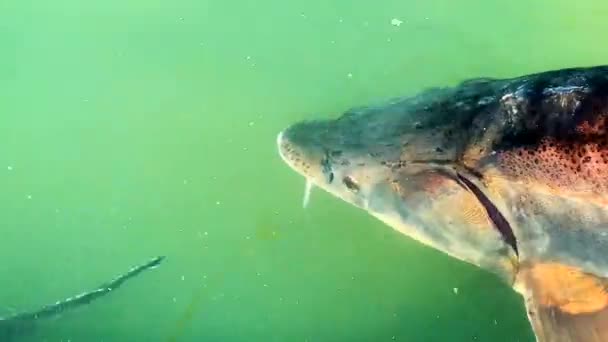 Grandi Storioni Che Nuotano Acqua Torbida Vicino Alla Superficie Vista — Video Stock