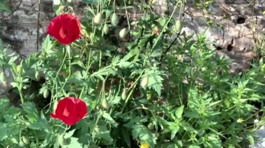 Dağların yükseklerindeki çayırlarda açmakta olan haşhaş, 4K