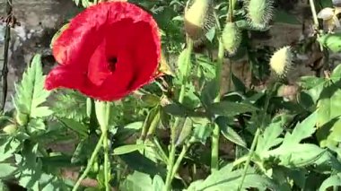Dağların yükseklerindeki çayırlarda açmakta olan haşhaş, 4K