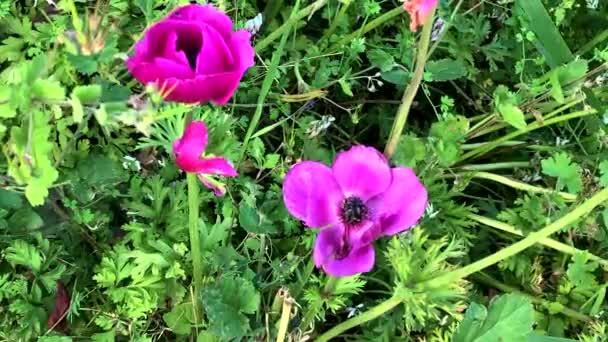 Кубок Тюрбана Ranunculus Fablaticus Цветущий Дикой Траве Высоко Горах — стоковое видео