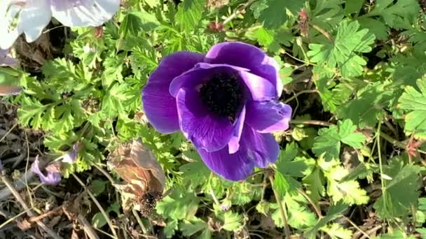 Turban Buttercup Ranunculus Asiaticus Floreciendo Prado Salvaje Alto Las Montañas — Vídeo de stock