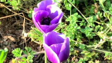 Türban Düğünçiçeği - Ranunculus asiaticus Dağların yükseklerindeki vahşi çayırda çiçek açıyor, 4K