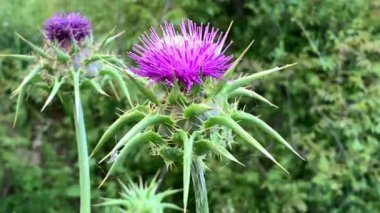 Yerel Arap nüfusu tarafından dardul olarak bilinen Cornflower Thistle 'ın akrabası olan İber Cenneti (Centaurea iberica), İncil' de iki kez bahsedilen dardar veya devedikeni olabilir. 4K
