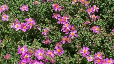 Dağlardaki vahşi çayırlarda çiçek açan Rockrose ya da Cistus incanus. 4K