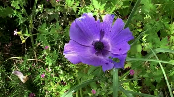 Кубок Тюрбана Ranunculus Fablaticus Цветущий Дикой Траве Высоко Горах — стоковое видео