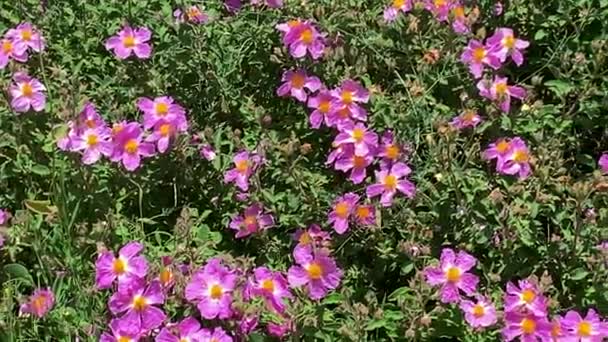 Rockrose Floreciente Cistus Incanus Prado Salvaje Alto Las Montañas — Vídeos de Stock