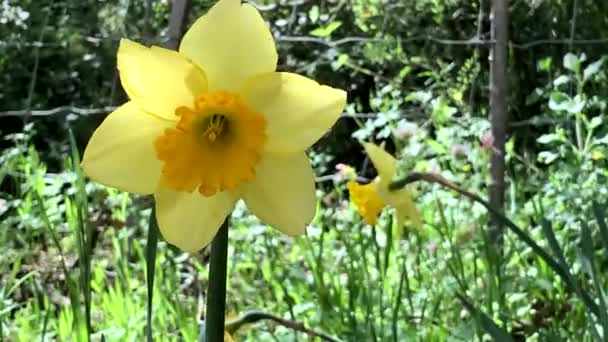 Bloeiende Gele Narcissen Bloemen — Stockvideo