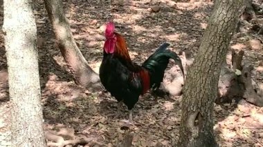 Sağlıklı, yetişkin ve güzel alfa erkek horoz. 4K