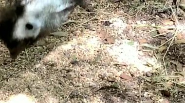 Devekuşunun kafasını ve boynunu yakından çek, yemek için gıdaklarken yere eğil. 4K