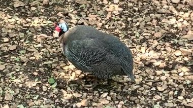 Miğferli Gine tavuğu ya da beyaz benekli tüylü ve yüksek sesli konuşan Afrika av kuşu. Bazen evcilleştirilir. 4K