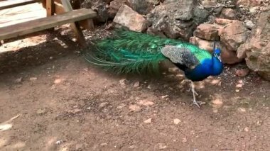 Çok uzun kuyruk tüyleri olan ve göz benzeri işaretleri olan ve sergilenip sergilenebilen erkek Peafowl. 4K