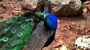 Çok uzun kuyruk tüyleri olan ve göz benzeri işaretleri olan ve sergilenip sergilenebilen erkek Peafowl. 4K