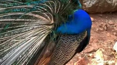 Çok uzun kuyruk tüyleri olan ve göz benzeri işaretleri olan ve sergilenip sergilenebilen erkek Peafowl. 4K