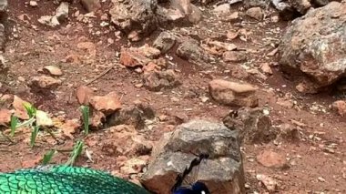 Çok uzun kuyruk tüyleri olan ve göz benzeri işaretleri olan ve sergilenip sergilenebilen erkek Peafowl. 4K