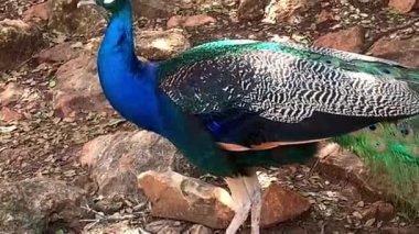 Çok uzun kuyruk tüyleri olan ve göz benzeri işaretleri olan ve sergilenip sergilenebilen erkek Peafowl. 4K
