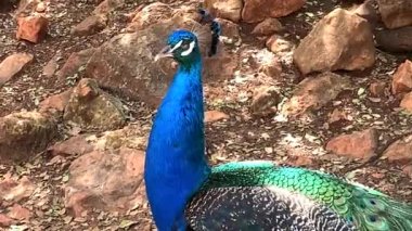 Çok uzun kuyruk tüyleri olan ve göz benzeri işaretleri olan ve sergilenip sergilenebilen erkek Peafowl. 4K