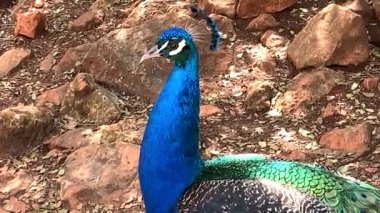 Çok uzun kuyruk tüyleri olan ve göz benzeri işaretleri olan ve sergilenip sergilenebilen erkek Peafowl. 4K