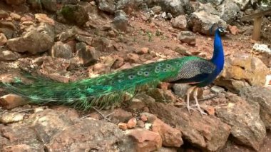 Çok uzun kuyruk tüyleri olan ve göz benzeri işaretleri olan ve sergilenip sergilenebilen erkek Peafowl. 4K