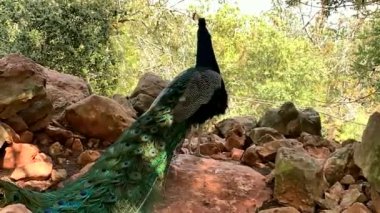 Çok uzun kuyruk tüyleri olan ve göz benzeri işaretleri olan ve sergilenip sergilenebilen erkek Peafowl. 4K
