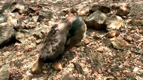 Pavo Real Femenino Entre Las Piedras Jardín Limpia Plumas — Vídeos de Stock