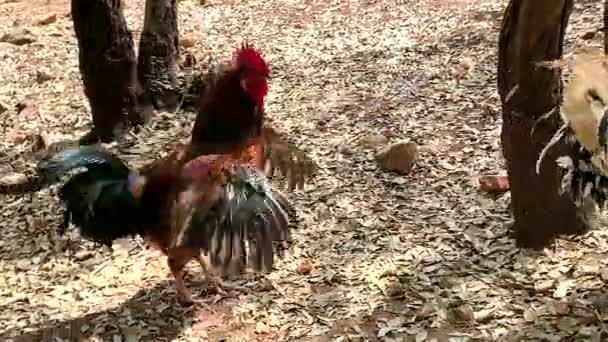Healthy Adult Beautiful Alpha Male Rooster — Stock Video