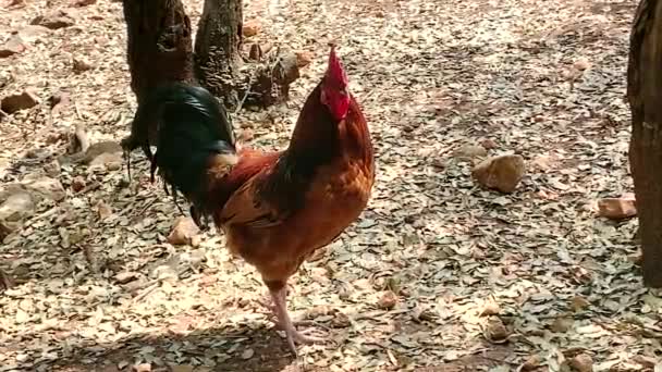 Gallo Maschio Alfa Sano Adulto Bello — Video Stock