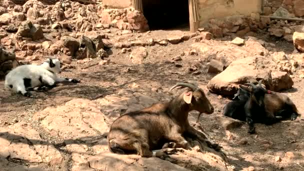 Grupo Cabras Quinta — Vídeo de Stock