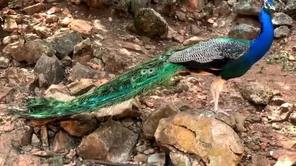 Peafowl Maschio Che Piume Coda Molto Lunghe Che Hanno Segni — Video Stock