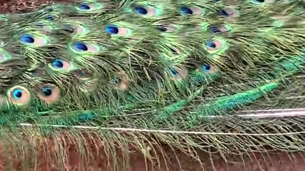 雄鸟的尾翼 有很长的羽毛 有眼睛一样的标记 可以竖立和伸展在展示台上 — 图库视频影像