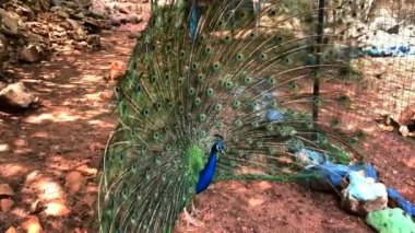 Çok uzun kuyruk tüyleri olan ve göz benzeri işaretleri olan ve sergilenip sergilenen erkek Peafowl. 4K