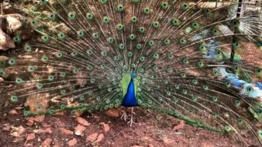 Çok uzun kuyruk tüyleri olan ve göz benzeri işaretleri olan ve sergilenip sergilenen erkek Peafowl. 4K