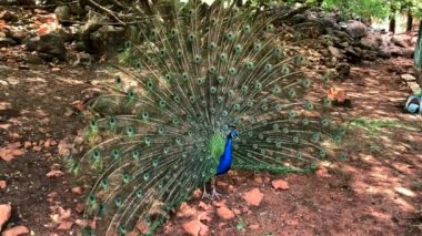 Çok uzun kuyruk tüyleri olan ve göz benzeri işaretleri olan ve sergilenip sergilenen erkek Peafowl. 4K