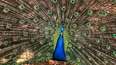 Çok uzun kuyruk tüyleri olan ve göz benzeri işaretleri olan ve sergilenip sergilenen erkek Peafowl. 4K