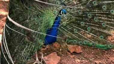 Çok uzun kuyruk tüyleri olan ve göz benzeri işaretleri olan ve sergilenip sergilenen erkek Peafowl. 4K