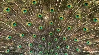 Erkek tavus kuşu kuyruğu. Çok uzun tüyleri var. Göze benzer işaretleri var ve sergilenip dikilmiş. 4K