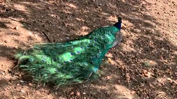 Peafowl Mâle Qui Très Longues Plumes Queue Qui Ont Des — Video