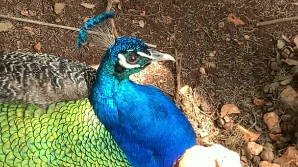 Kepala Burung Peafowl Jantan — Stok Video