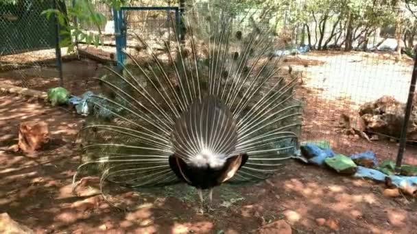 Peafowl Mâle Qui Très Longues Plumes Queue Qui Ont Des — Video