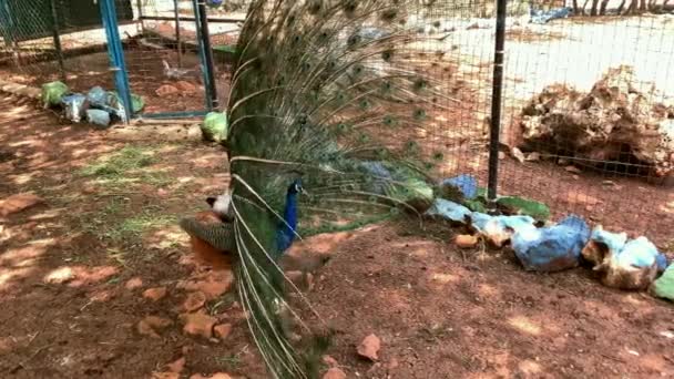 Peafowl Mâle Qui Très Longues Plumes Queue Qui Ont Des — Video