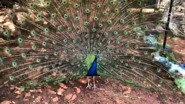 Peafowl Masculino Que Tem Penas Cauda Muito Longas Que Têm — Vídeo de Stock