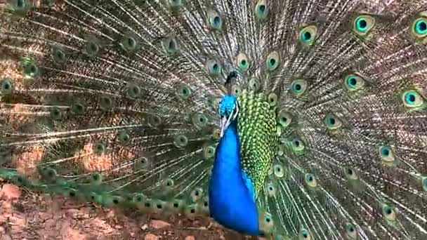 Peafowl Maschio Che Piume Coda Molto Lunghe Che Hanno Segni — Video Stock