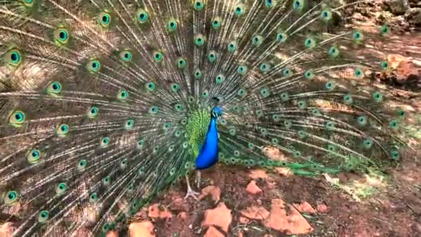 Mužské Peafowl Který Velmi Dlouhé Ocasní Peří Které Oční Znaky — Stock video