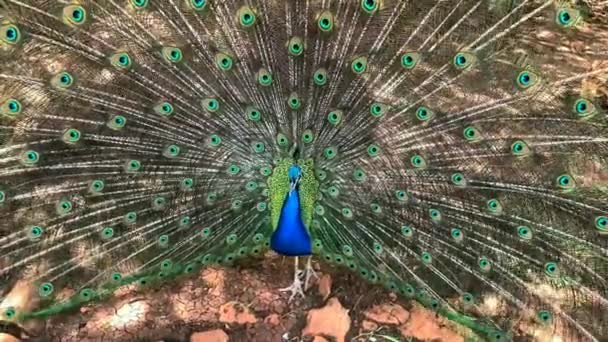 Mužské Peafowl Který Velmi Dlouhé Ocasní Peří Které Oční Znaky — Stock video