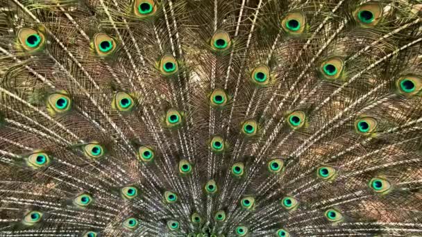 Ekor Burung Peafowl Jantan Yang Memiliki Bulu Yang Sangat Panjang — Stok Video